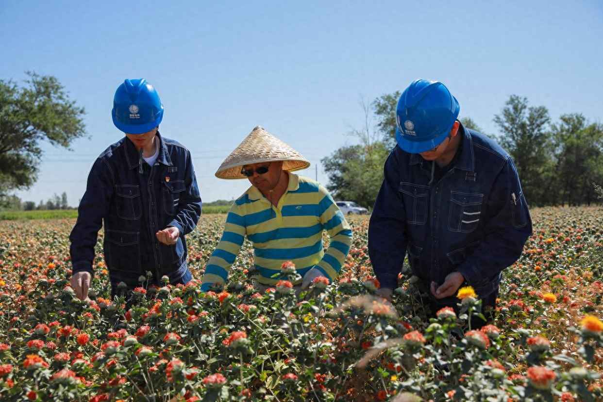 塔城方形电力管：充足电力为红花加工按下“快进键”